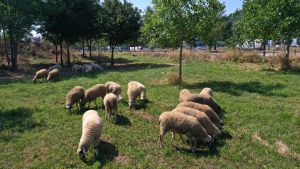 moutons croix de fer.jpg