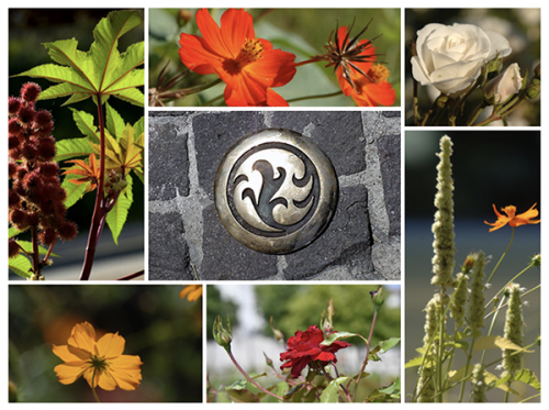 03_fleurs_montage.png