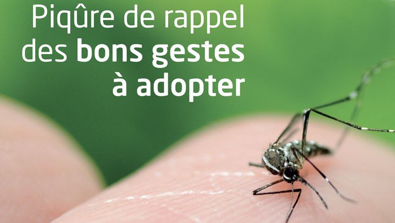 moustique02.jpg