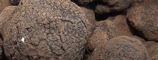 truffe01.jpg